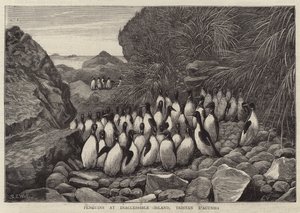 Penguins at Inaccessible Island, Tristan D